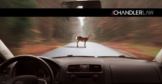 driving with deer on the road